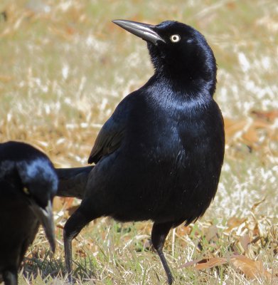 Great-Tailed Grackle