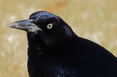 Great-Tailed Grackle