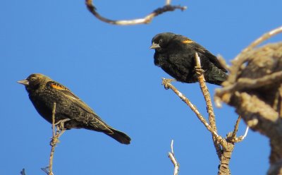 Red-Winged Blackbird