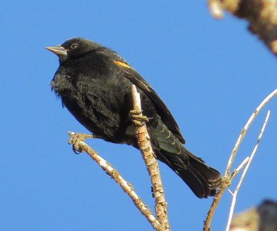 Red-Winged Blackbird