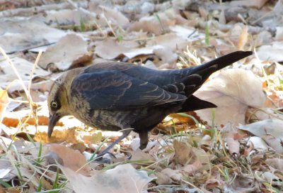 Rusty Blackbird