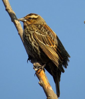 Red-Winged Blackbird
