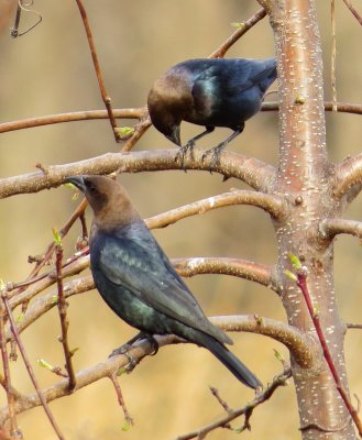 Brown-Headed Cowbird