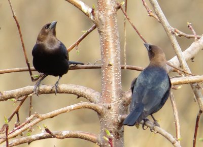 Brown-Headed Cowbird