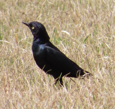 Brewer's Blackbird