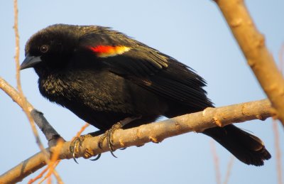 Red-Winged Blackbird