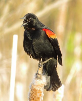 Red-Winged Blackbird