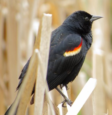 Red-Winged Blackbird