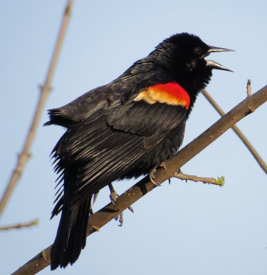 Red-Winged Blackbird
