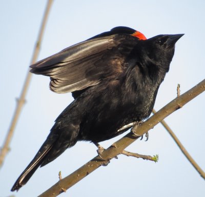 Red-Winged Blackbird