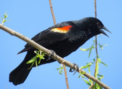 Red-Winged Blackbird
