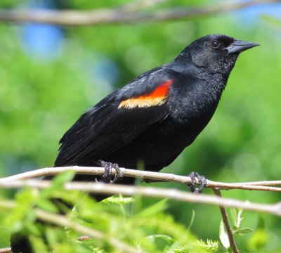 Red-Winged Blackbird