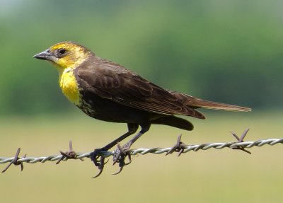 Yellow-Headed Blackbird