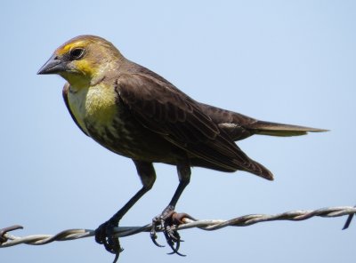 Yellow-Headed Blackbird