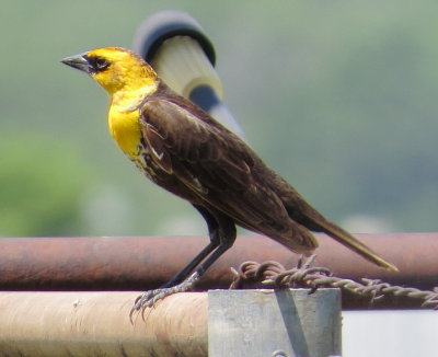 Yellow-Headed Blackbird