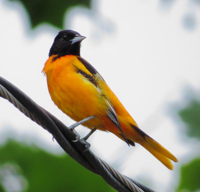 Blatimore Oriole
