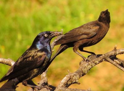 Common Grackle