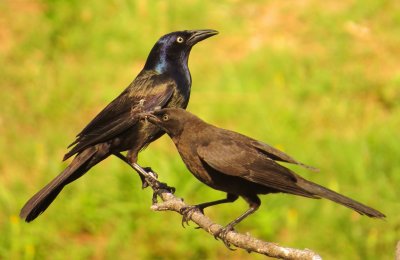 Common Grackle