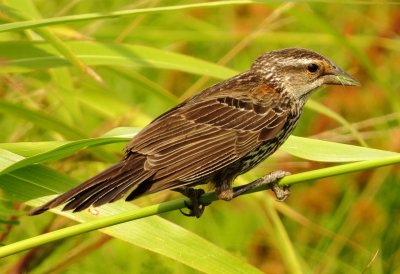 Red-Winged Blackbird