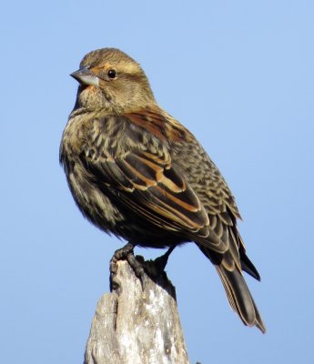 Red-Winged Blackbird