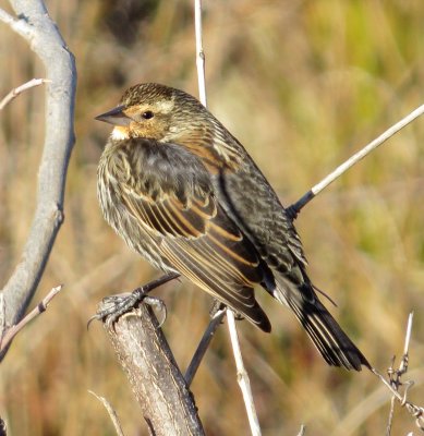 Red-Winged Blackbird