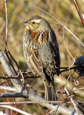 Red-Winged Blackbird