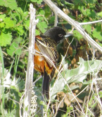 Orchard Oriole