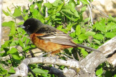 Orchard Oriole