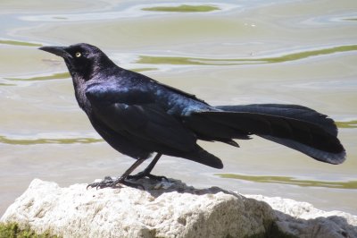Great-Tailed Grackle