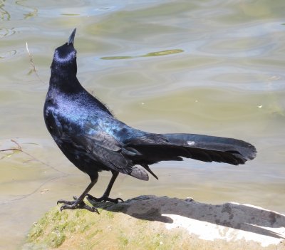 Great-Tailed Grackle