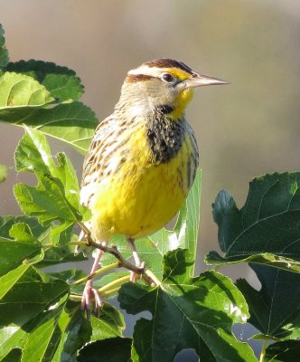 Eastern Meadowlark