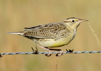 Eastern Meadowlark