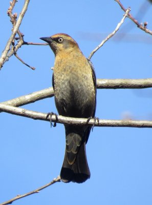 Rusty Blackbird