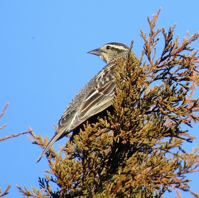 Red-Winged Blackbird