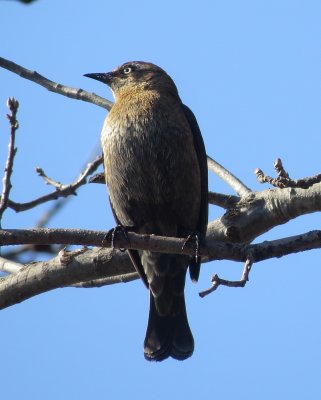 Rusty Blackbird