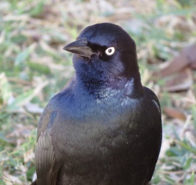 Brewer's Blackbird