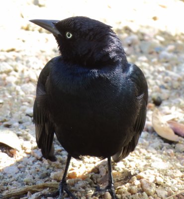 Brewer's Blackbird