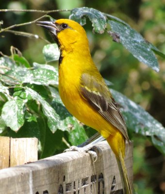 Altamira Oriole