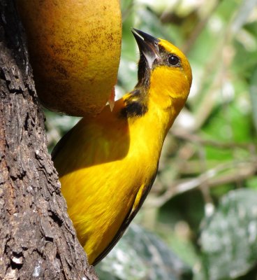 Altamira Oriole