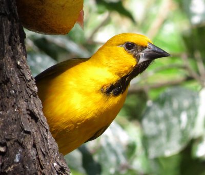 Altamira Oriole