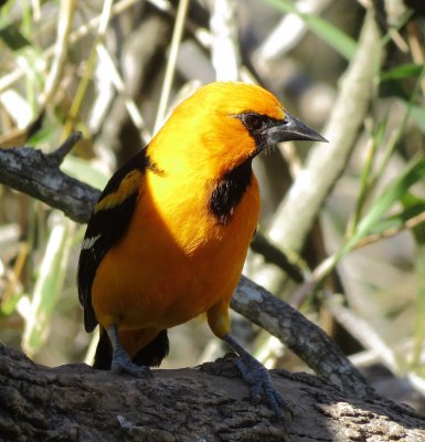 Altamira Oriole