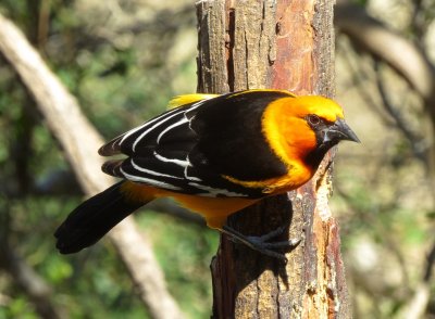 Altamira Oriole