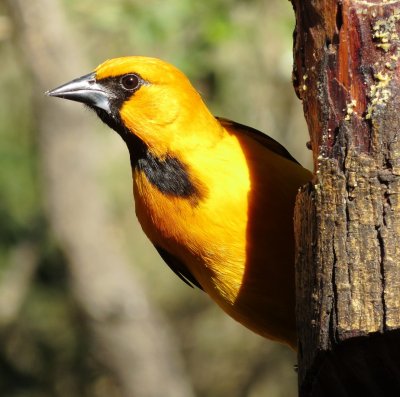 Altamira Oriole