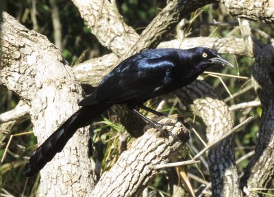 Great-Tailed Grackle