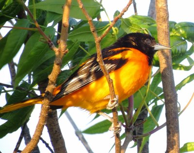 Blatimore Oriole