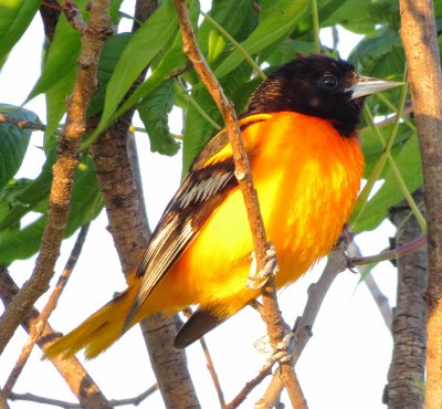 Blatimore Oriole
