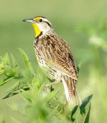 Eastern Meadowlark