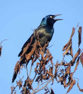 Common Grackle