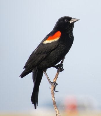 Red-Winged Blackbird