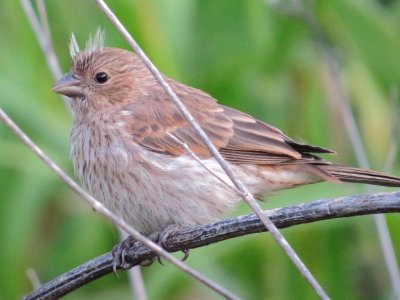 House Finch
